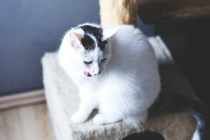 5 Common Cat Allergies And How To Prevent Them