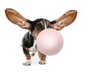 Xylitol – Highly Toxic To Dogs