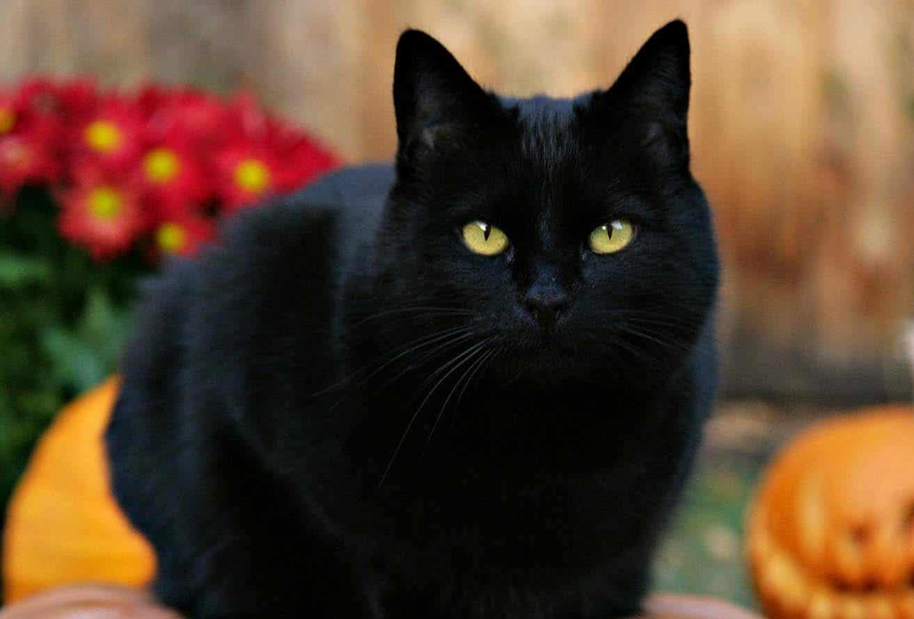 expert-advice-halloween-safetyy-tips-black-cat-pumpkin