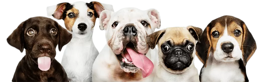 Trusted Dog Walker & Pet Sitters, In Your Brookhaven Home, Professional  Employees at Your Service