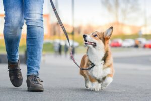 Atlanta’S Dog Walking: Happy And Healthy