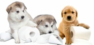 The Ultimate Guide To Puppy Potty Training
