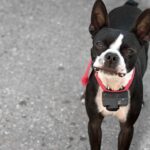 Boston Terrier Wearing Shock Collar