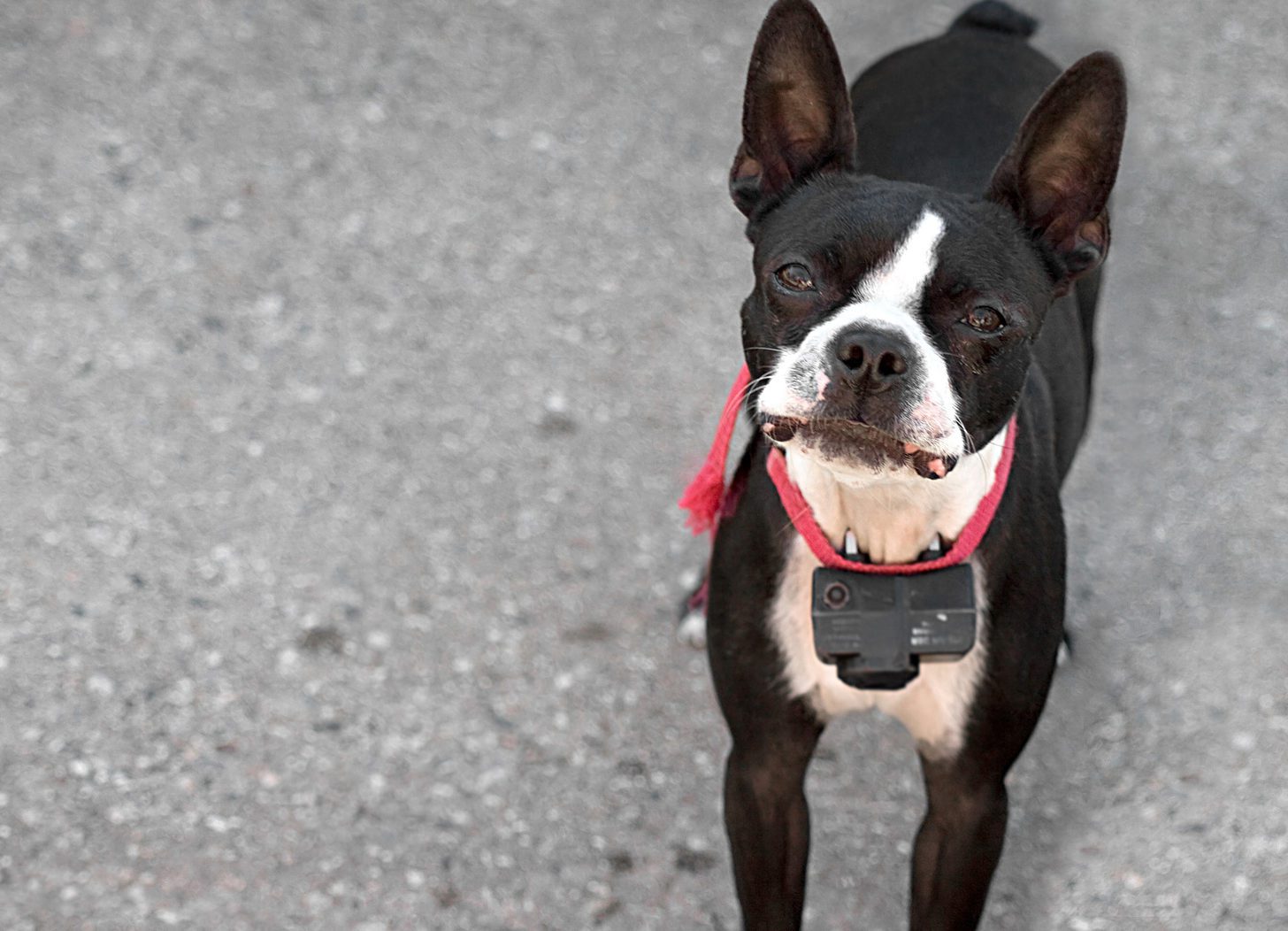 Boston Terrier Wearing Shock Collar