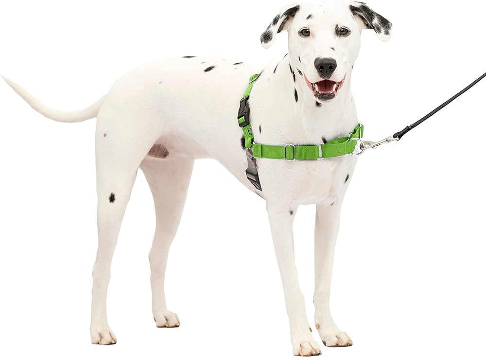 The Best Dog Harness for All Your Adventures