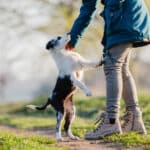 We Understand That Having A Well-Mannered And Courteous Canine Companion Is Essential For Both The Enjoyment Of Your Pet And The Comfort Of Those Around You.