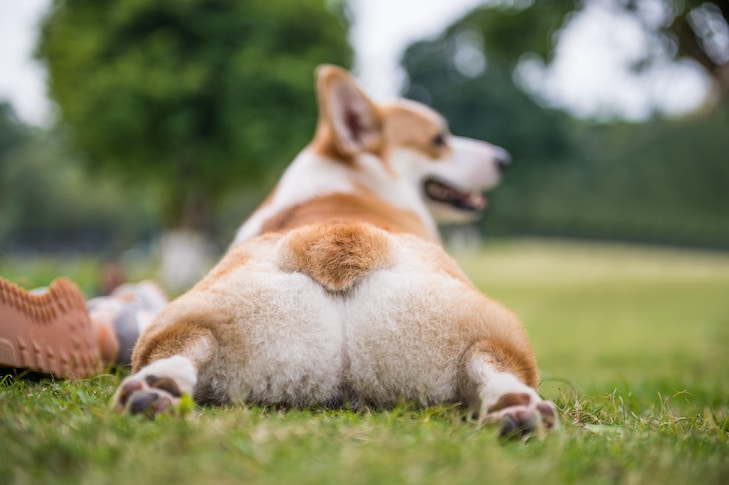Dog Laying In Grass