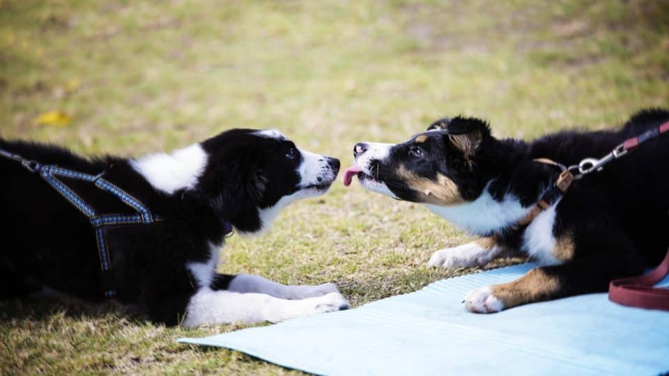 Dog Kissing