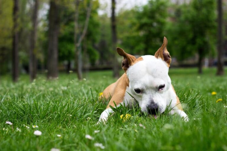Dog Eating Grass